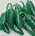 jalapeno early chili palánta