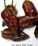 big black mama chili palánta